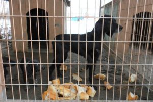 Sokak k&ouml;peklerine belediye şefkati