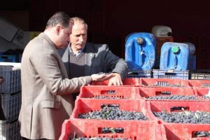 Zeytindeki zarar İGM g&uuml;ndemine geliyor