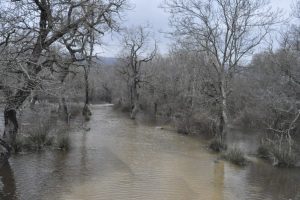 Karacabey'de dalyan g&ouml;lleri taştı