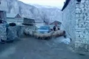 İşte s&uuml;r&uuml; psikolojisi