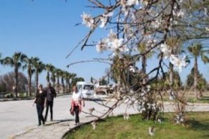 Badem ağa&ccedil;ları kış ortasında &ccedil;i&ccedil;ek a&ccedil;tı