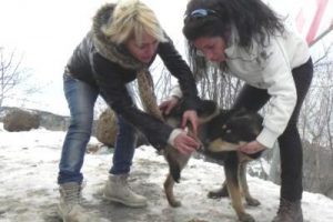 Yaralı k&ouml;pekleri doyurup tedavi ettiler