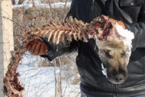 A&ccedil; kurtlar sokak k&ouml;peğini parampar&ccedil;a etti