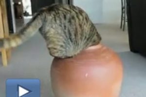 Kedi vazonun i&ccedil;ine b&ouml;yle girdi