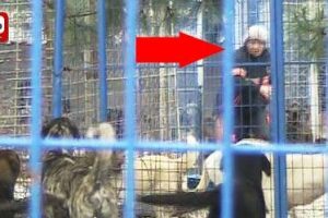 Par&ccedil;alanan k&ouml;peği b&ouml;yle kurtardı