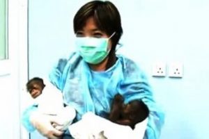 Orangutan ikiz doğurdu