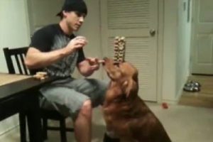 K&ouml;peğinin &uuml;zerinde bakın ne yapıyor
