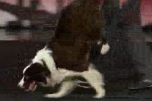 İşte d&uuml;nyanın en akıllı k&ouml;peği
