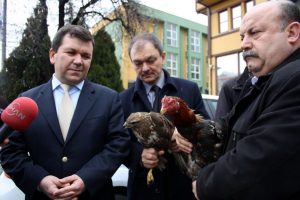 Yaralı şahin ve şampiyon horozlara 5 yıldızlı tedavi