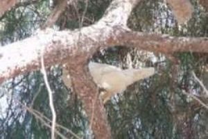 U&ccedil;an tavuğun sırrı &ccedil;&ouml;z&uuml;ld&uuml;