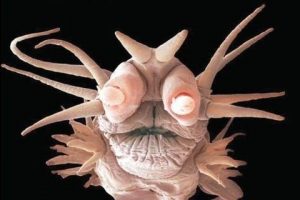 3 cm'lik canavar