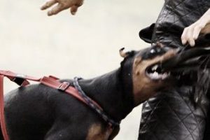 Eğitimli k&ouml;pek silah sayıldı