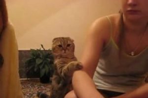 İlgi delisi sevimli kedi g&uuml;ld&uuml;r&uuml;yor
