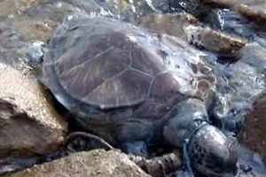 Caretta carettaya akıl almaz işkence