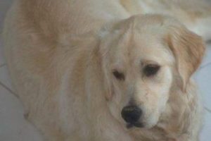 K&ouml;peğine &ccedil;arpan s&uuml;r&uuml;c&uuml;den şikayet&ccedil;i oldu