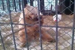 Ayı'dan kung-fu g&ouml;sterisi