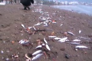 Marmaris'te sahile binlerce &ouml;l&uuml; balık vurdu