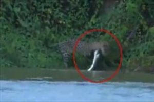 Jaguar timsahı b&ouml;yle avladı