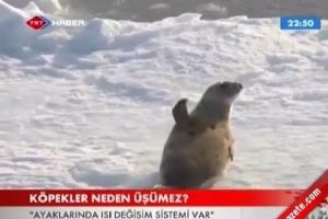 K&ouml;pekler kar ve buzda neden &uuml;ş&uuml;mez