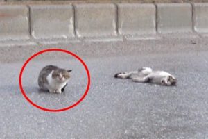Dişisinin başında saatlerce bekledi