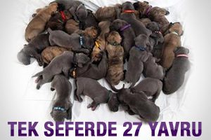 İki k&ouml;pek 27 yavru doğurdu