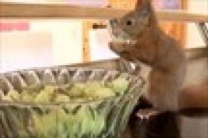 Bebek sincap ilgi odağı oldu