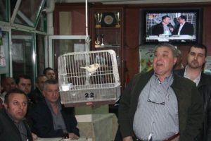 Kanaryalar mezatta kapışılıyor