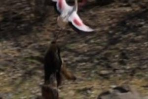 A&ccedil; babun flamingoyu havada yakaladı