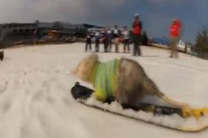 Sanal alemin yeni fenomeni...Snowboardcu sı&ccedil;an