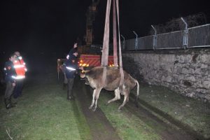 Bursa'da gebe inek operasyonu