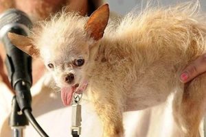 D&uuml;nyanın en &ccedil;irkin k&ouml;peği &ouml;ld&uuml;