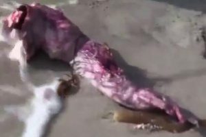 Okyanusta sahile vuran garip yaratık