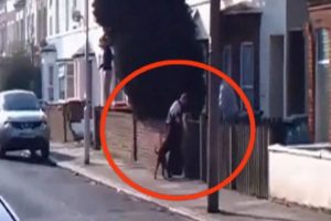 Pitbull polislere b&ouml;yle saldırdı
