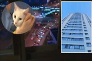 Kedi 19. Kattan d&uuml;şt&uuml; &ouml;lmedi
