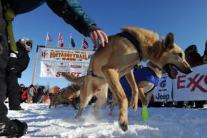 Alaska'da k&ouml;pek yarışlarından enfes g&ouml;r&uuml;nt&uuml;ler
