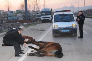 Polisin &ouml;l&uuml; at n&ouml;beti!