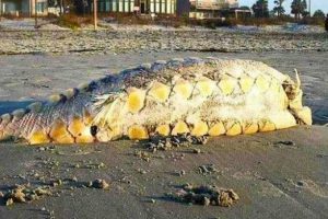 Karaya vuran canlı şaşırttı
