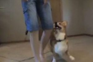 Muhteşem k&ouml;pek Corgi