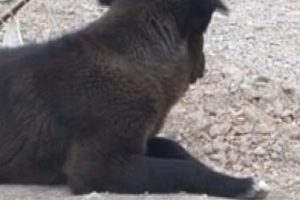 Ankara'da katil k&ouml;pek dehşeti!