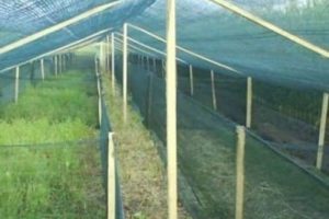 Ekonomik kriz bunu da yaptırdı