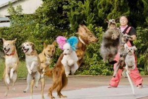 13 k&ouml;pek aynı anda ip atlayarak d&uuml;nya rekoru kırdı