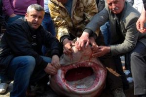 Yine Marmara yine k&ouml;pek balığı