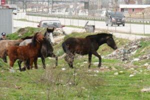 Zabıtadan at avı