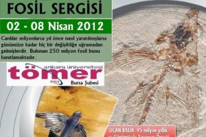 Fosil sergisi ilgi g&ouml;rd&uuml;