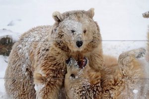 Kanada'da beyaz ayı alarmı