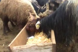 Muş'ta koyunlara cips yediriyorlar