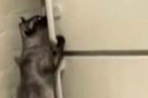 Komando gibi kedi!