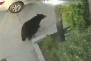 Karşısında devasa ayıyı g&ouml;r&uuml;nce b&ouml;yle şok oldu
