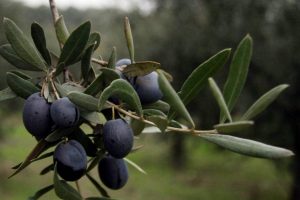 Her &Ccedil;inli g&uuml;nde bir tane zeytin yese...