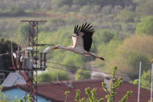 Leylekler bu k&ouml;ye renk katıyor